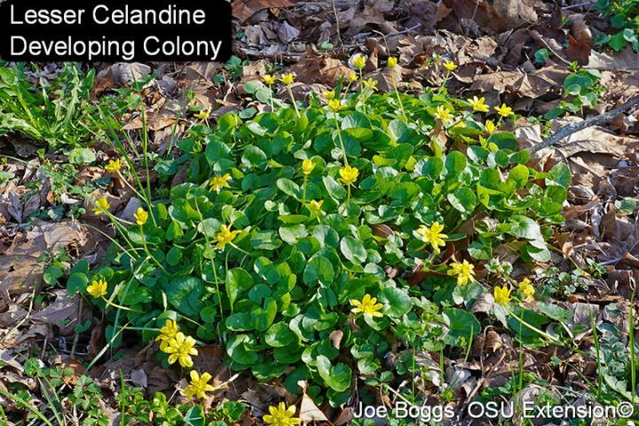 Lesser Celandine